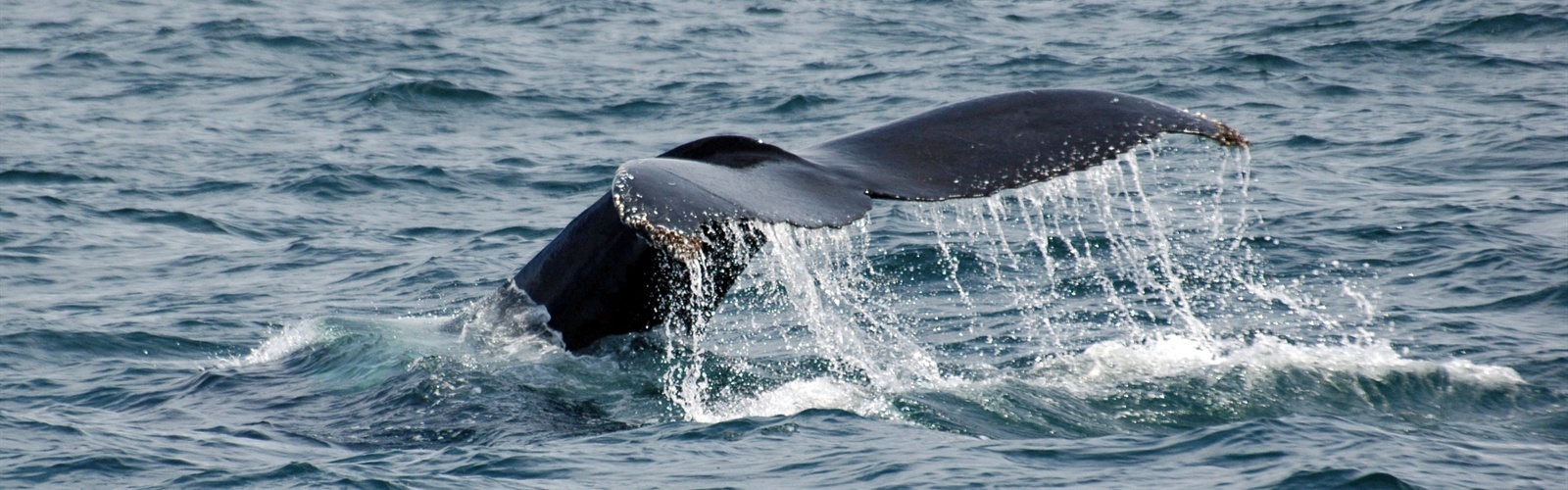 Whale Watching Tours in Avila Beach